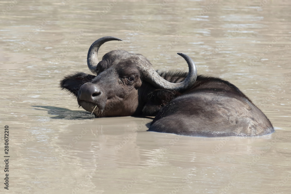 Kaffernbüffel / Buffalo / Syncerus caffer Kaffernbüffel / Buffalo / Syncerus caffer