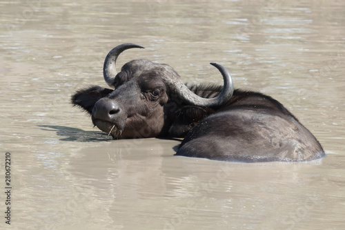 Kaffernbüffel / Buffalo / Syncerus caffer © Ludwig