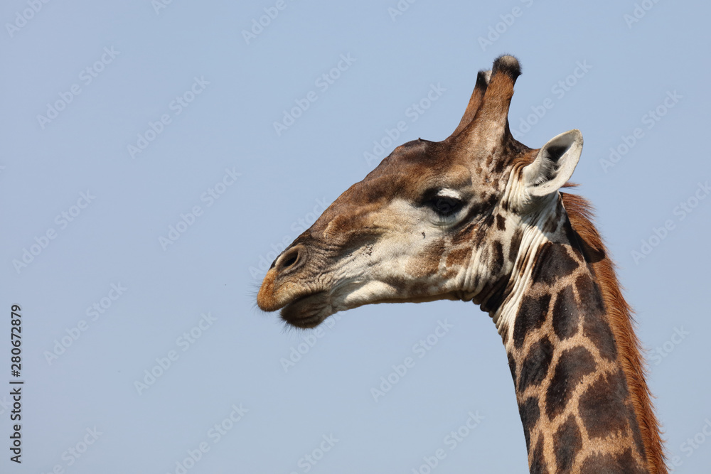Naklejka premium Giraffe / Giraffe / Giraffa Camelopardalis