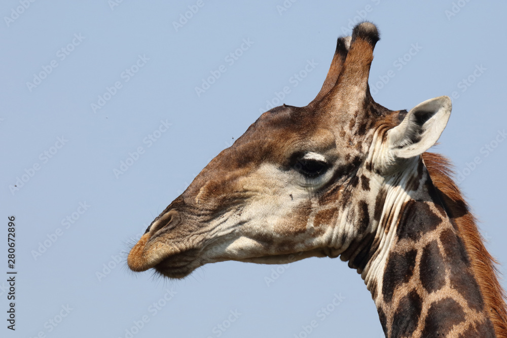 Obraz premium Giraffe / Giraffe / Giraffa Camelopardalis