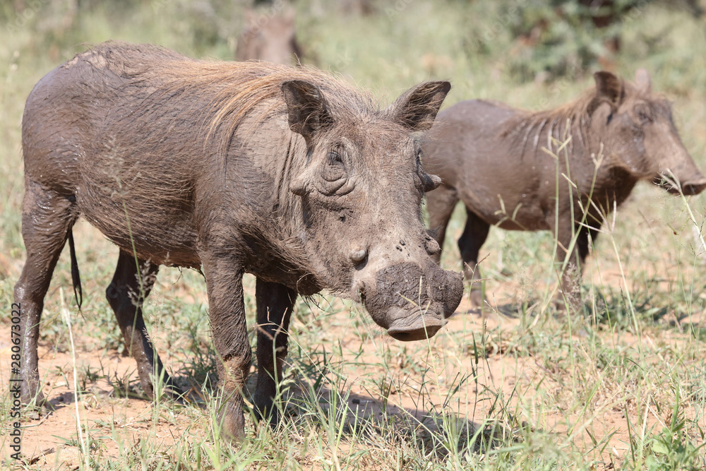 Fototapeta premium Warzenschwein / Warthog / Phacochoerus africanus