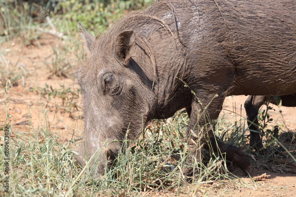 Warzenschwein / Warthog / Phacochoerus africanus Warzenschwein / Warthog / Phacochoerus africanus