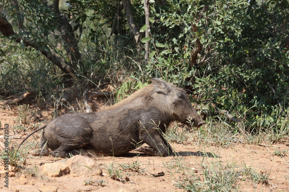 Warzenschwein / Warthog / Phacochoerus africanus Warzenschwein / Warthog / Phacochoerus africanus