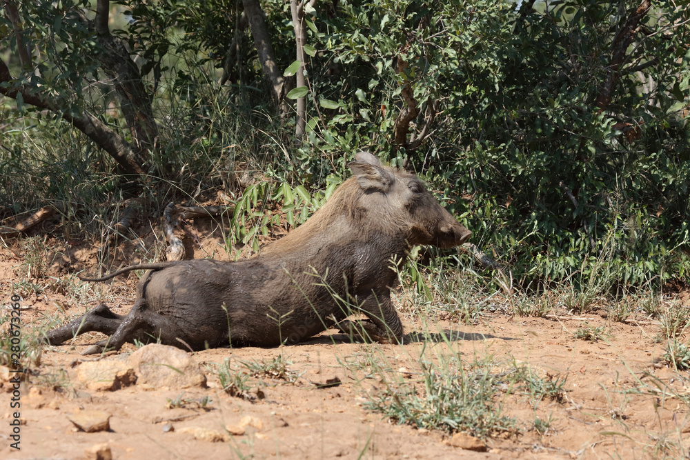 Warzenschwein / Warthog / Phacochoerus africanus Warzenschwein / Warthog / Phacochoerus africanus