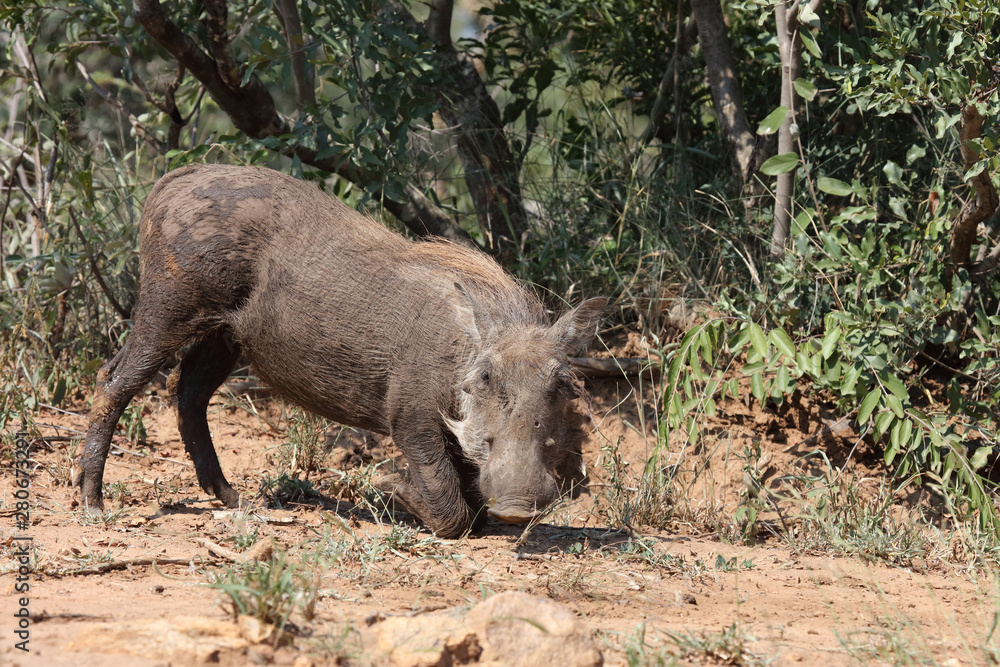 Warzenschwein / Warthog / Phacochoerus africanus Warzenschwein / Warthog / Phacochoerus africanus