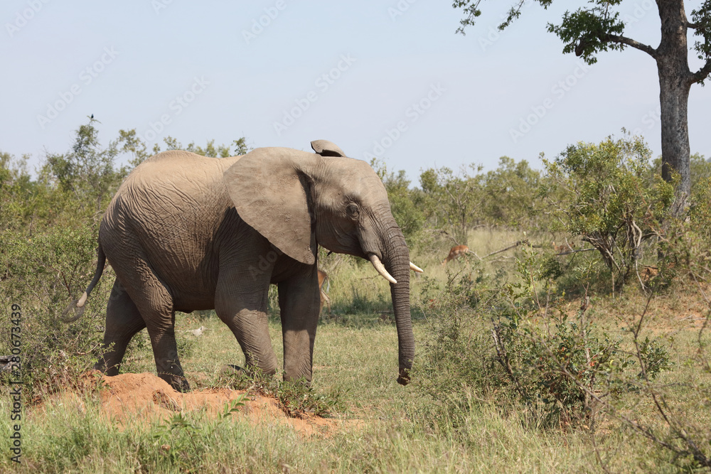 Afrikanischer Elefant / African elephant / Loxodonta africana Afrikanischer Elefant / African elephant / Loxodonta africana
