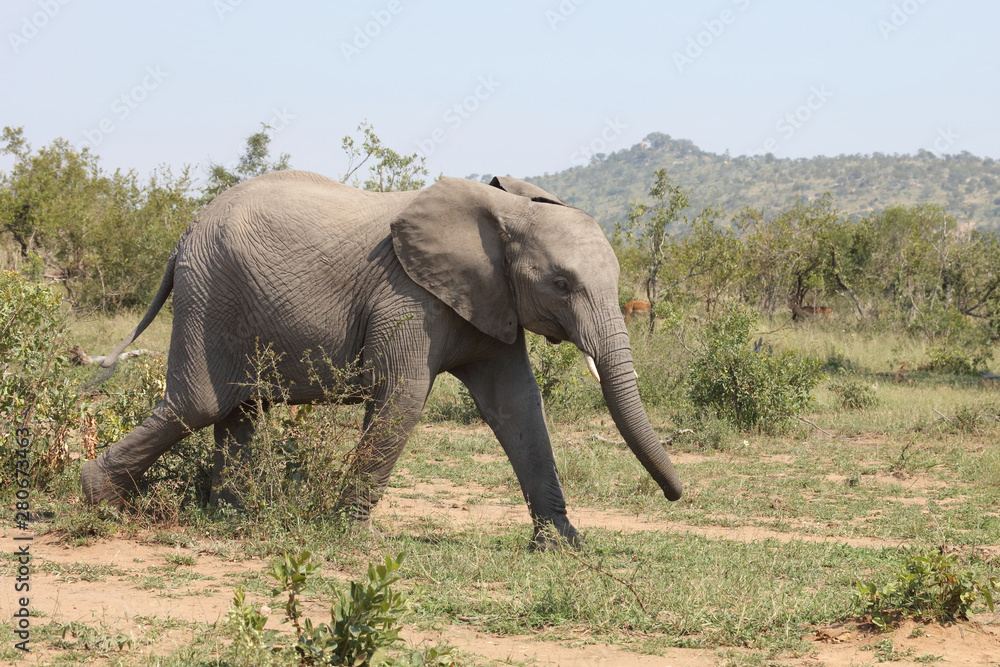 Fototapeta premium Afrikanischer Elefant / African elephant / Loxodonta africana