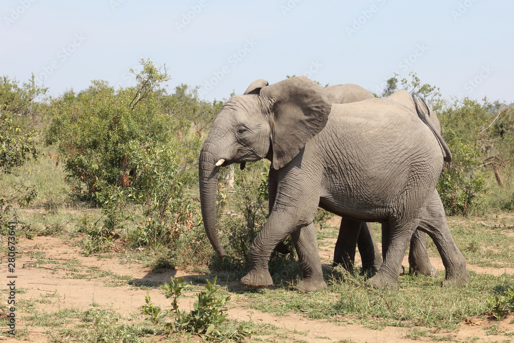 Obraz premium Afrikanischer Elefant / African elephant / Loxodonta africana