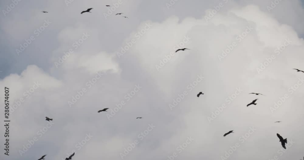 Bird's migration, animals wildlife. Many crows flock of birds are flying in cloudy sky among clouds. Overcast sky with fluffy clouds. Bird's migration, animals wildlife. Many crows flock of birds are flying in cloudy sky among clouds. Overcast sky with fluffy clouds.