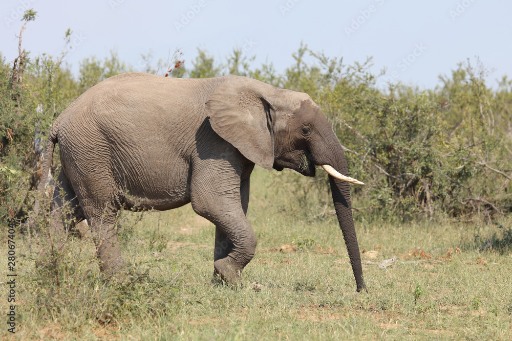 Fototapeta premium Afrikanischer Elefant / African elephant / Loxodonta africana