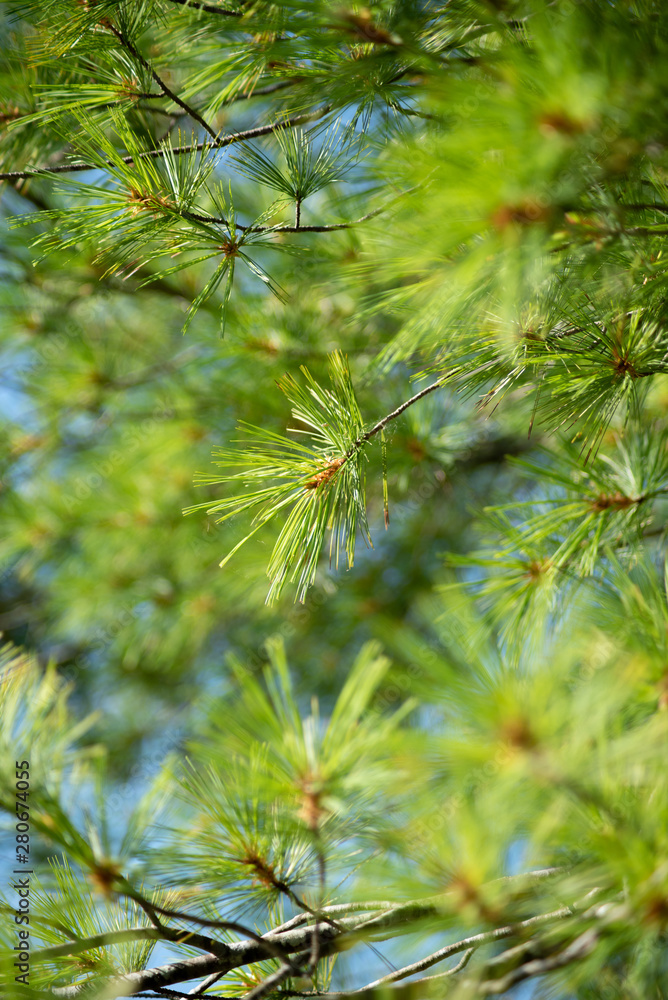 close up of pine needles close up of pine needles