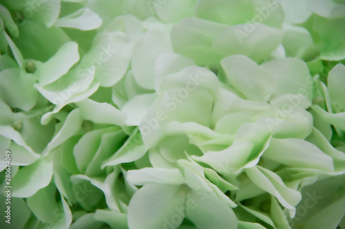 Closeup of artificial green flowers suitable for wedding invitations and other announcements that need a soft background.