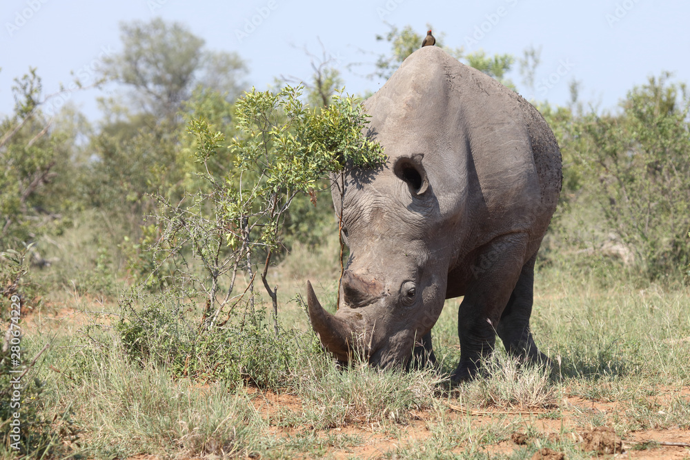 Fototapeta premium Breitmaulnashorn / Square-lipped rhinoceros / Ceratotherium Simum