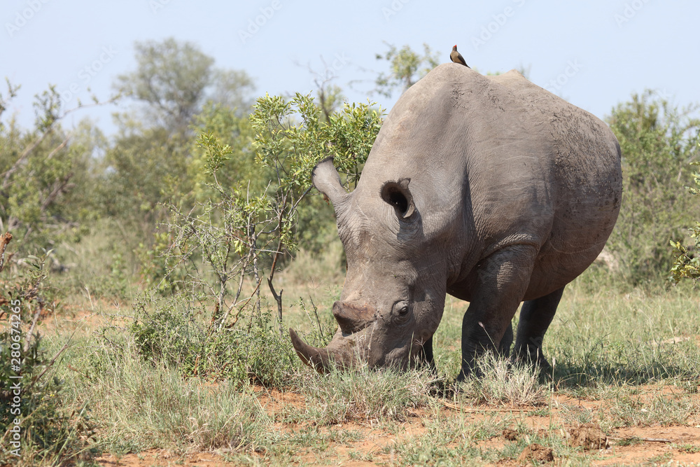 Breitmaulnashorn / Square-lipped rhinoceros / Ceratotherium Simum Breitmaulnashorn / Square-lipped rhinoceros / Ceratotherium Simum