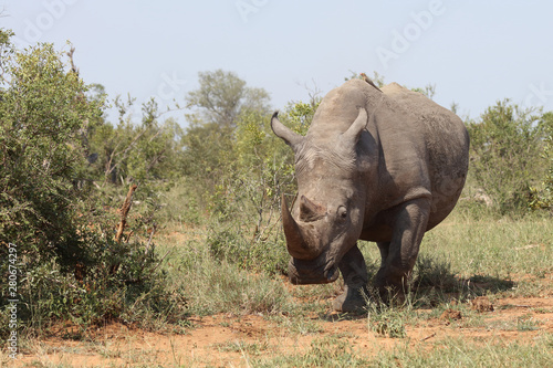 Breitmaulnashorn   Square-lipped rhinoceros   Ceratotherium Simum