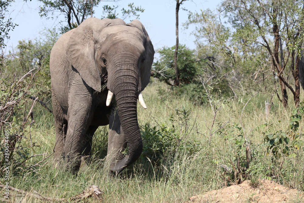 Afrikanischer Elefant / African elephant / Loxodonta africana Afrikanischer Elefant / African elephant / Loxodonta africana