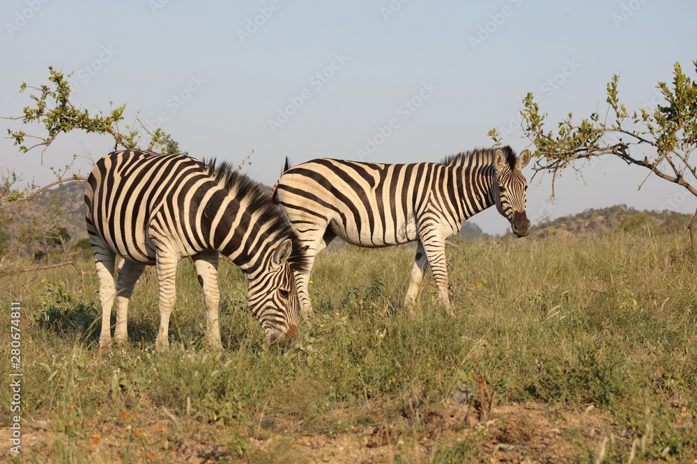 Obraz premium Steppenzebra / Burchell's zebra / Equus burchellii