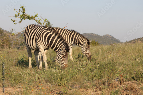 Steppenzebra   Burchell s zebra   Equus burchellii