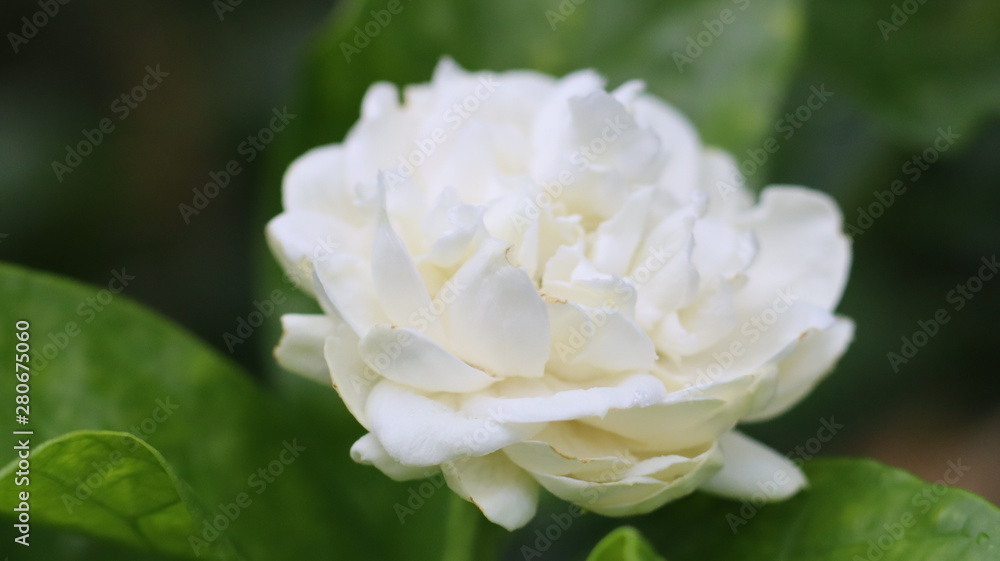 Obraz premium white flower