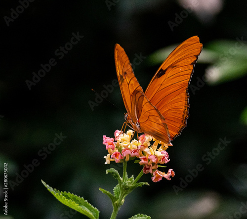 Bright Orange and Black Wings on a Julia Butterfly Foraging on Flowers