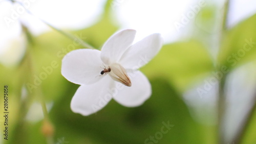 white flower