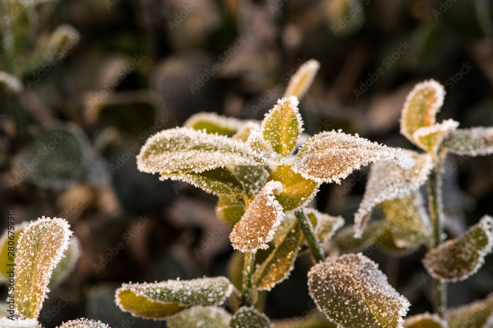Wild plants under winter ice and snow Wild plants under winter ice and snow