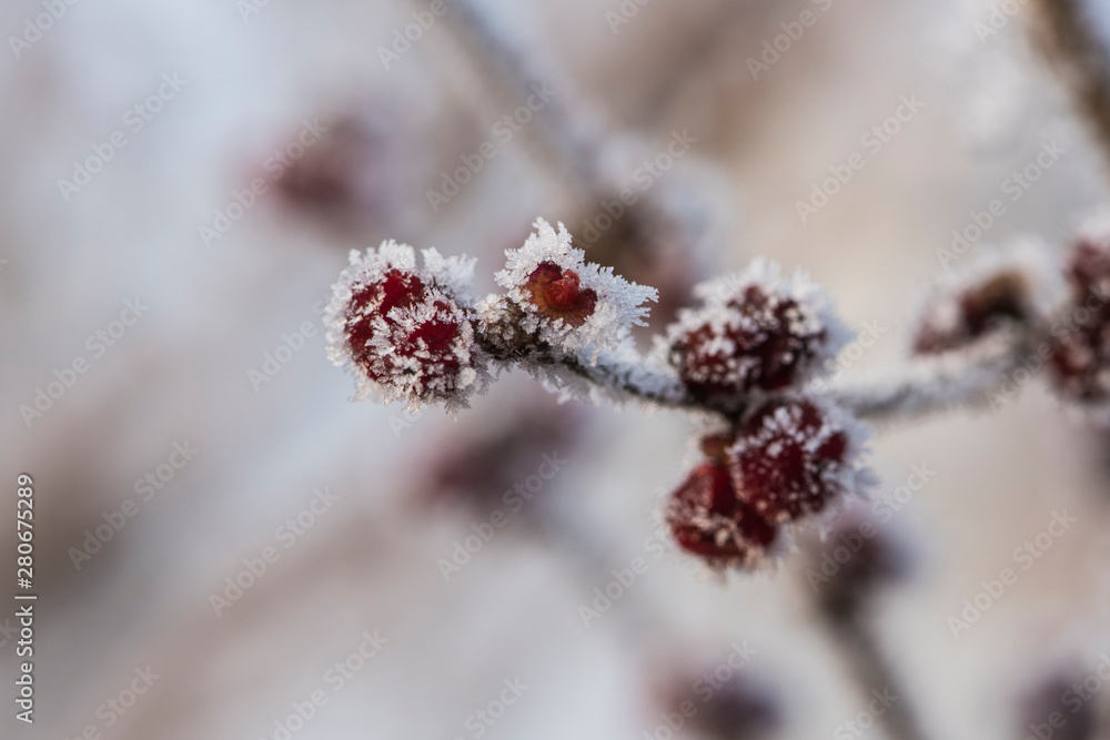 Wild plants under winter ice and snow Wild plants under winter ice and snow