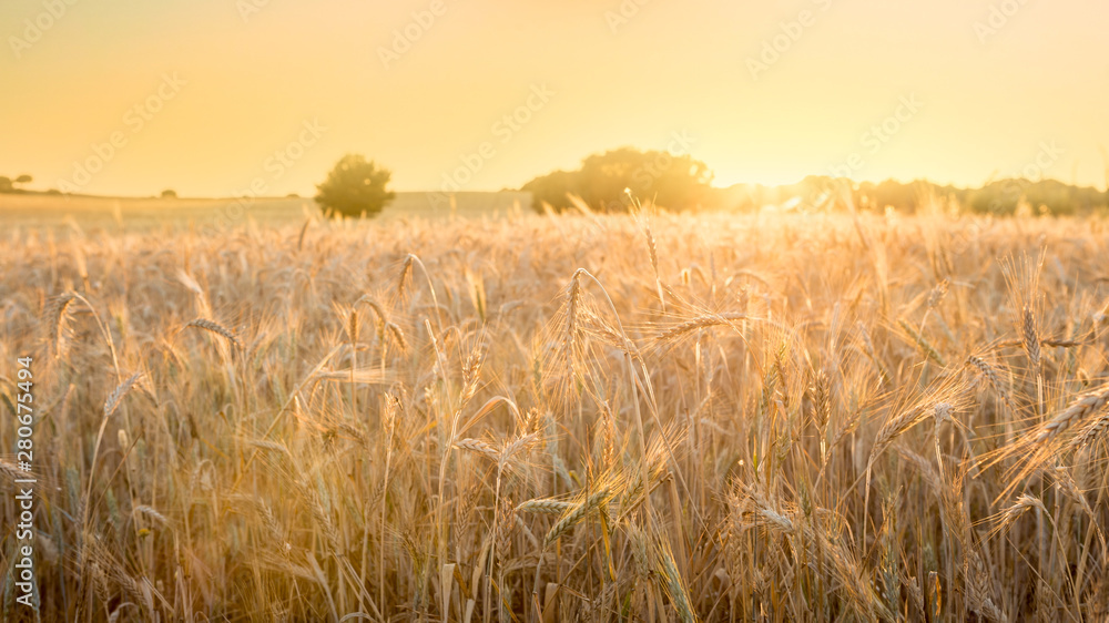 Beautiful view of gold wheat crop flied landscape in Spain