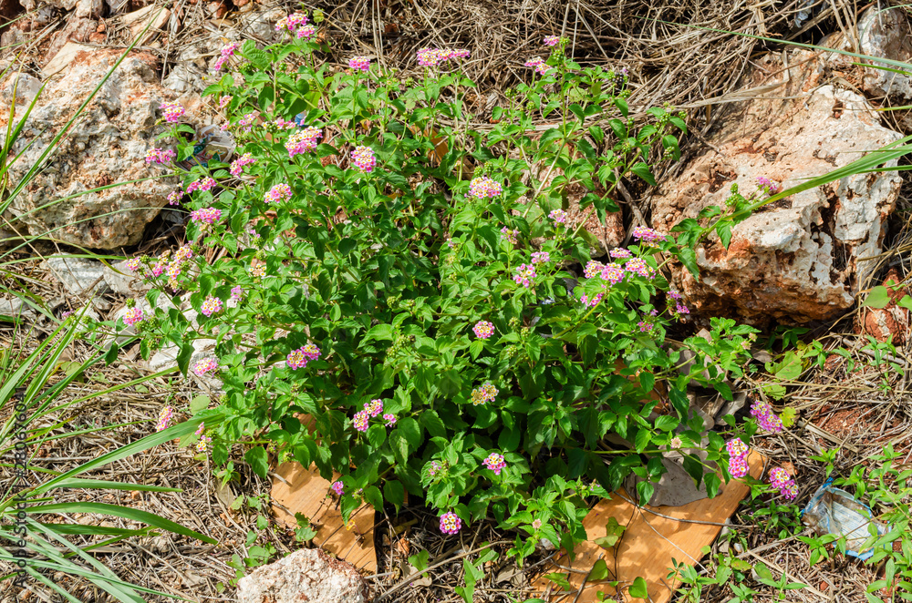 Obraz premium White-sage Plant