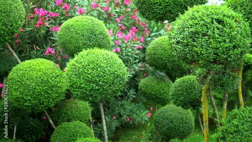 trees with green foliage in beautiful rounded shapes. with blooming flower beds.