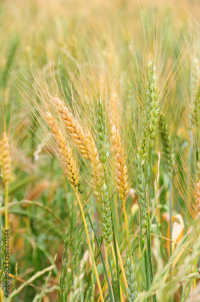 Barley in field.