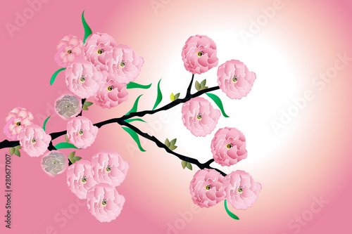 Cherry blossom flowers tree