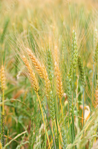 Barley in field.