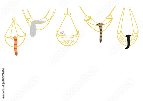 cats resting in hammocks background