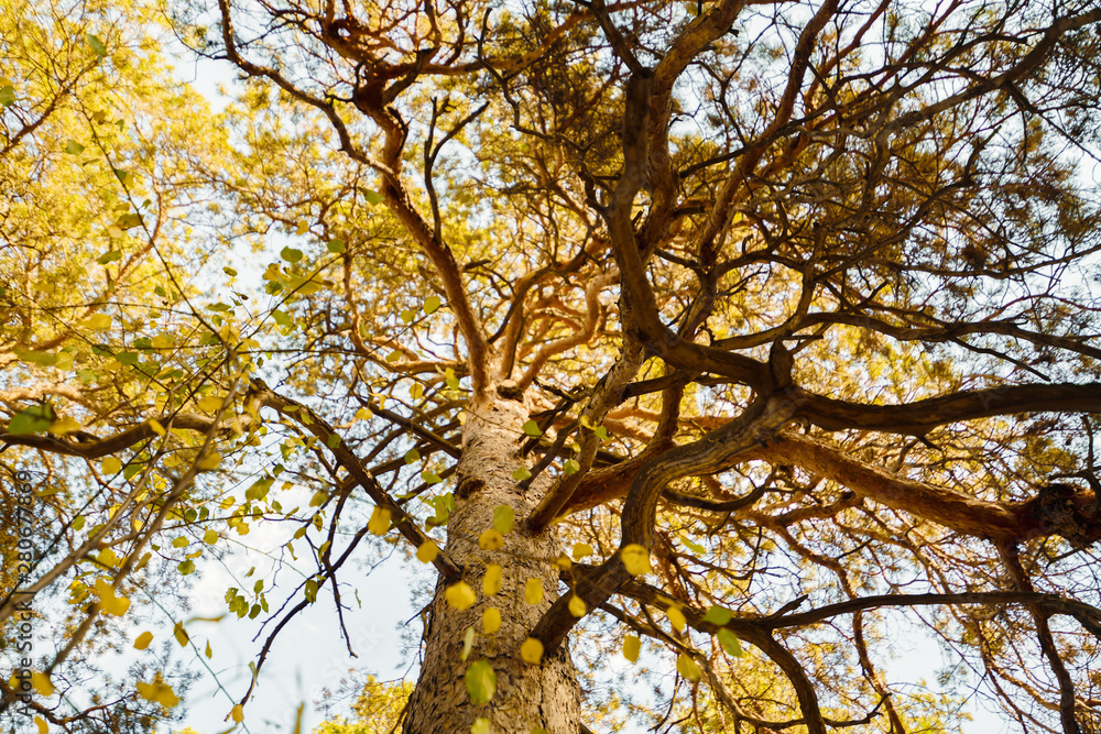 Obraz premium Bottom view of a branched pine tree. View of blue sky. Autumn forest