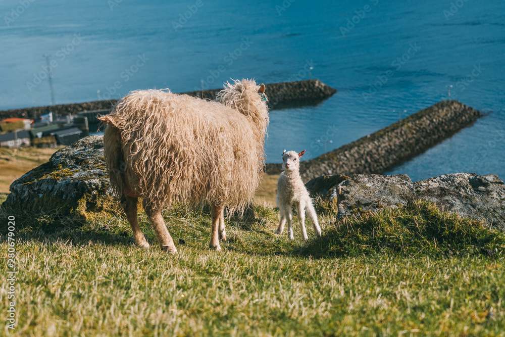 Little white sheep on the Faroe Islands