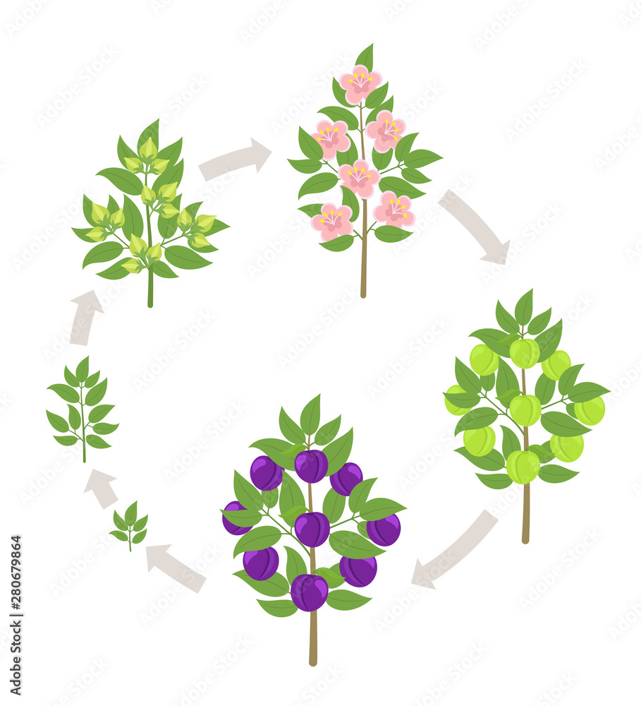 Blue Plum tree growth stages. Vector illustration. Ripening period