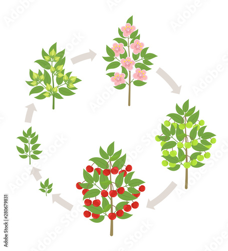 Cherry tree growth stages. Vector illustration. Ripening period progression. Cherries fruit tree life cycle animation plant seedling. Sweet cherry. Prunus increase phases.