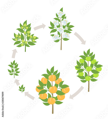 Peach tree growth stages. Vector illustration. Ripening period progression. Fruit tree life cycle animation plant seedling. Peach increase phases.