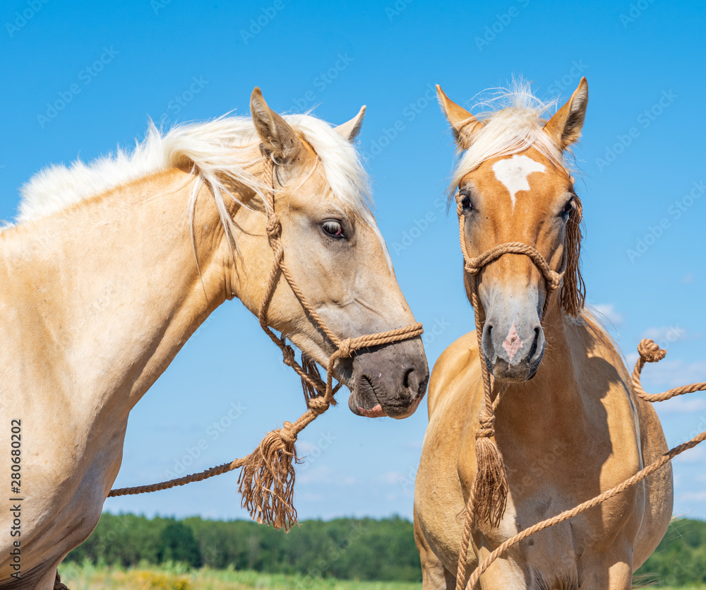 Obraz premium A pair of friendly horses on the field close-up.