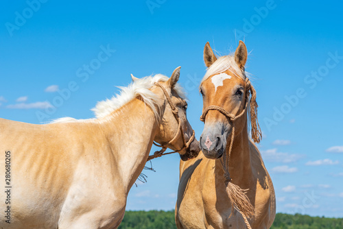 A pair of friendly horses on the field close-up.