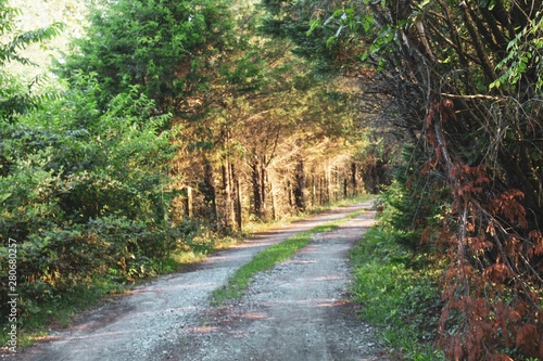 Country Lane in Summer