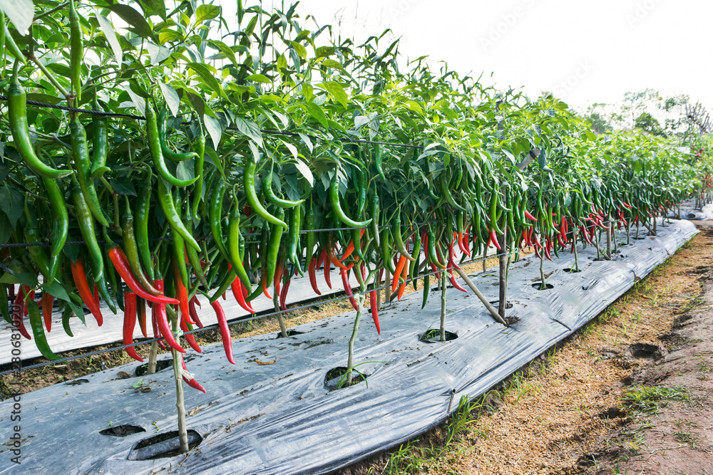 Chili farming. Green and red chili at farm background Stock Photo