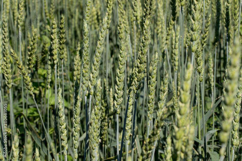 Wheat is gaining strength Wheat is gaining strength