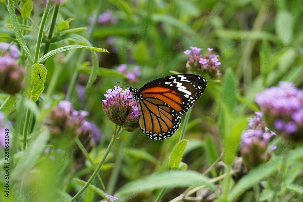 Naklejka premium butterfly on a flower