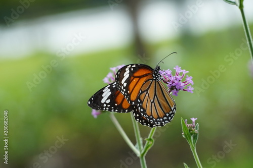 butterfly on a flower © saard