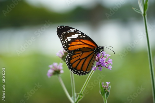 butterfly on a flower © saard