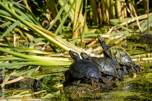 three dark coloured turtles resting on the floating wood in the pond enjoy some sun with background filled with tall grasses