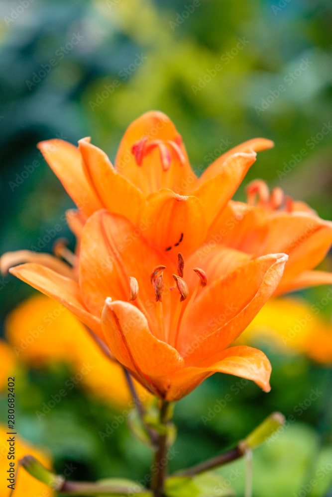 few beautiful orange lily flowers blooming in the garden 