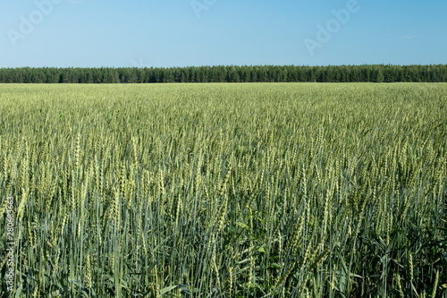 Sown field on summer day